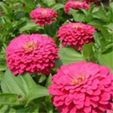 Cinija – lat. Zinnia elegans