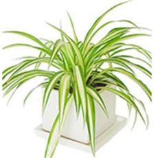 Klorofit ili Zeleni ljiljan lat. Chlorophytum comosum