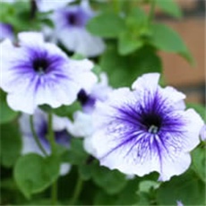 Petunia - Petunia x hybrida