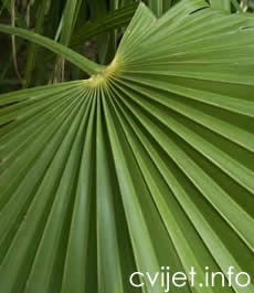 Niska Žumara - lat.chamaerops humilis 