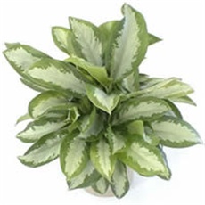 Cvijet Aglaonema – Aglaonema opp.