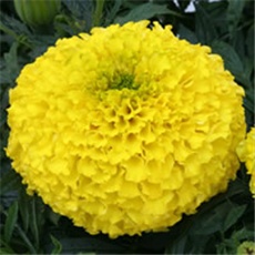 Kadifa - lat. Tagetes