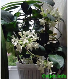 Madagaskarski jasmin - Stephanotis floribunda