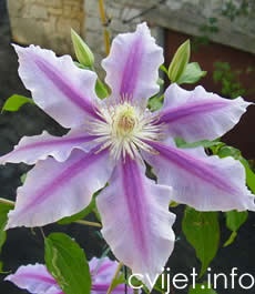 Klematis, Pavitina - Clematis montana