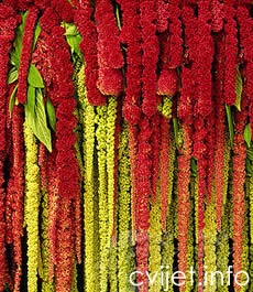 Lisičji rep, šćir  - Amaranthus caudatus