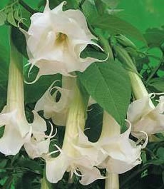 Anđeoske trube - Datura stramonium