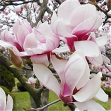 MAGNOLIJA - lat. Magnolia