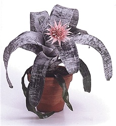 Ehmeja - lat. Aechmea fasciata