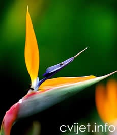 Rajska ptica - strelitzia reginae 