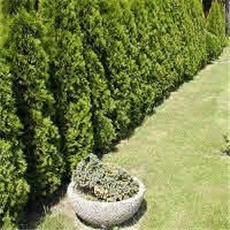 Tuja Smaragd – lat. Thuja occidentalis