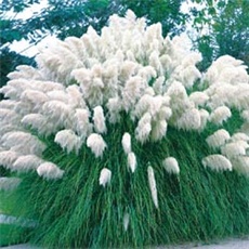 Pampas trava - lat.Cortaderia selloana