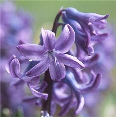 Zumbul - lat. Hyacinthus