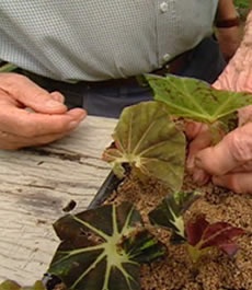 Presađivanje lisnih begonia