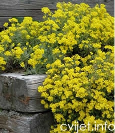 Arduinova gromotulja - Plačinak - Aurinia saxatilis