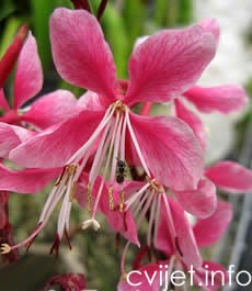 Cvijet Gaura - Gaura lindheimeri 