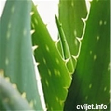 Šarena aloja - lat.aloe variegata 