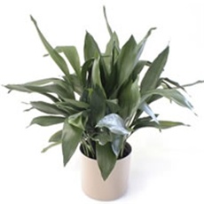 Aspidistra - lat. Aspidistra elatior