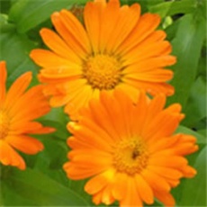 NEVEN – lat. Calendula officinalis