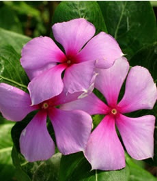 Vinka - catharanthus roseus