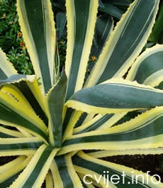 Agava – lat. Agave americana / Sisalana 