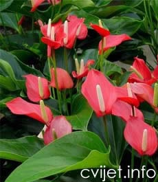 Flamingov cvijet, Anturij – lat. Anthurium