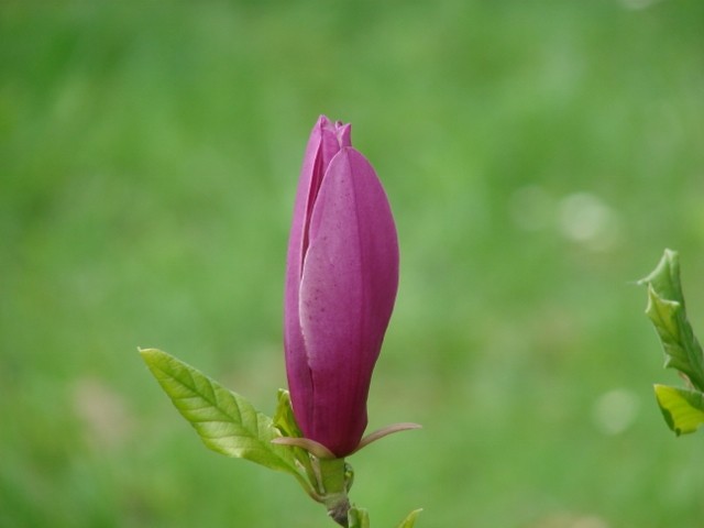 magnolija