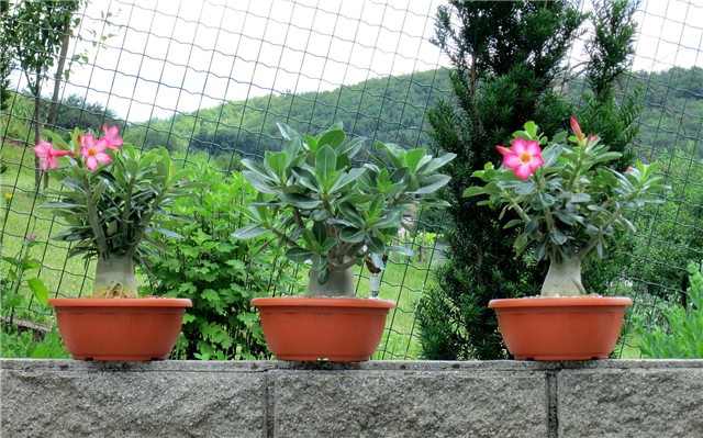 Adenium arabicum