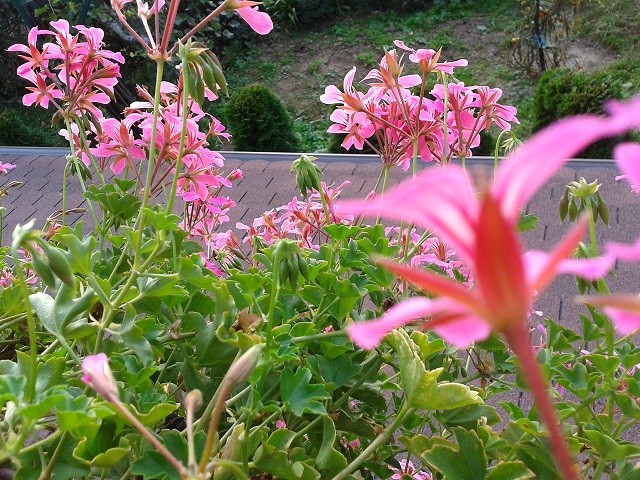 pelargonije