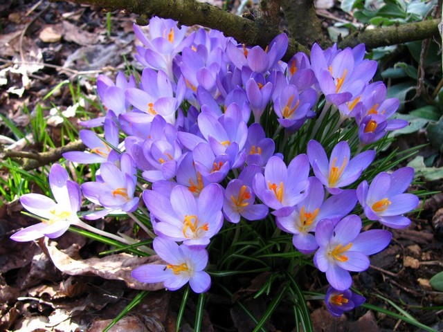 Crocus