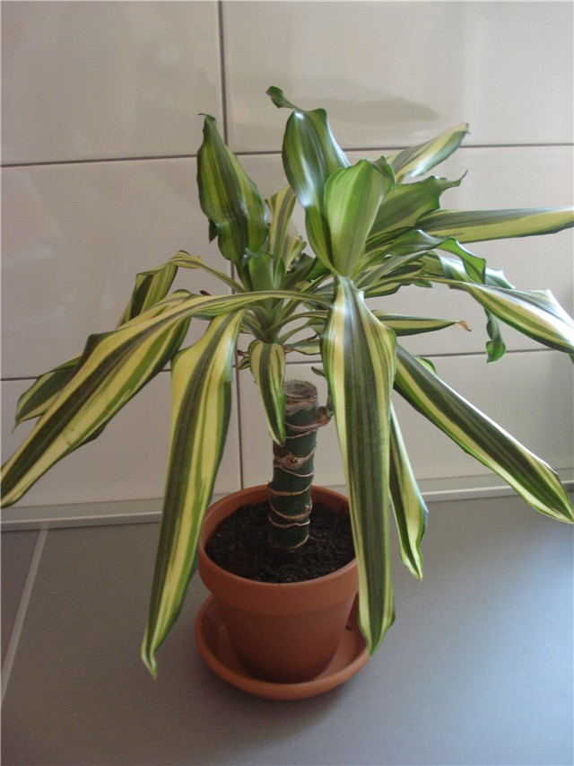 dracena yellow coast