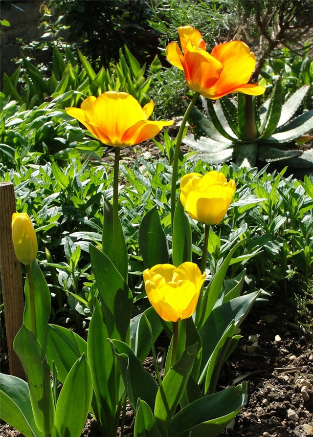 tulipani žuti