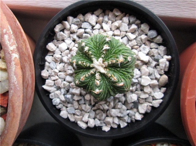 Aztekium ritteri  