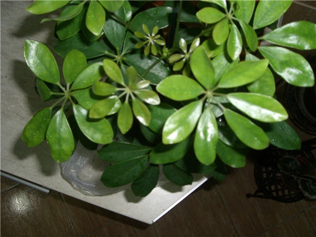 schefflera