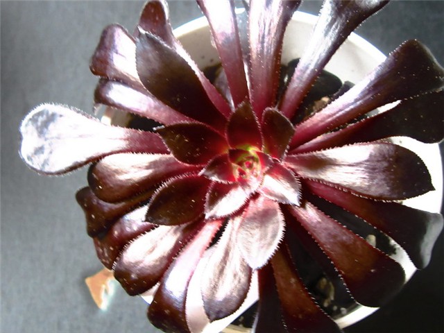 aeonium