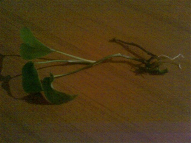 monstera