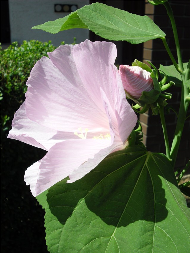 močvarni hibiskus