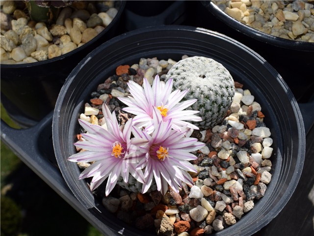 Turbinicarpus pseudopectinatus