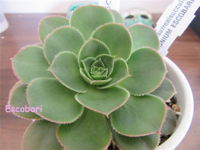 aeonium3