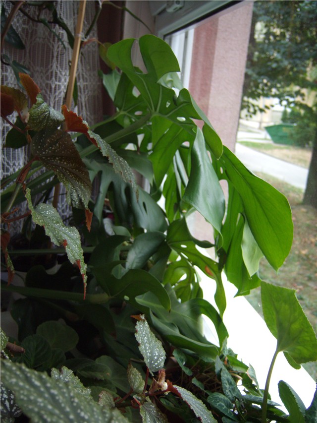 monstera