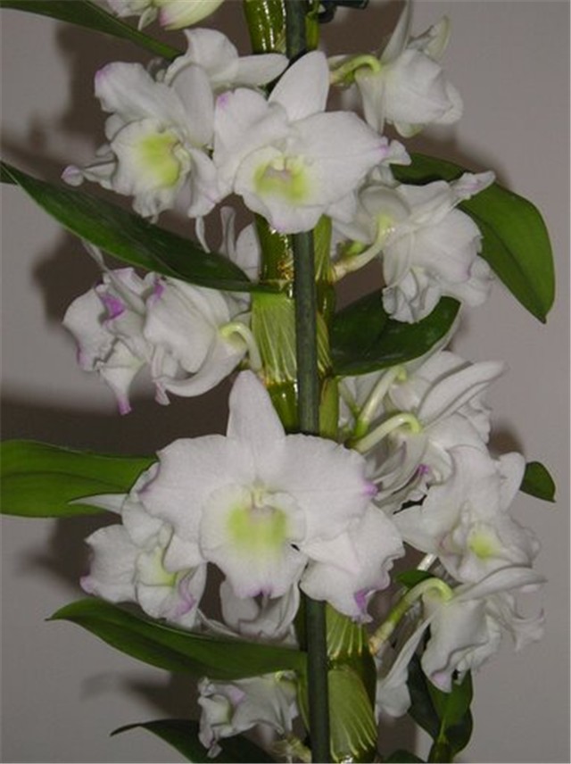 orhideja dendrobium nobile