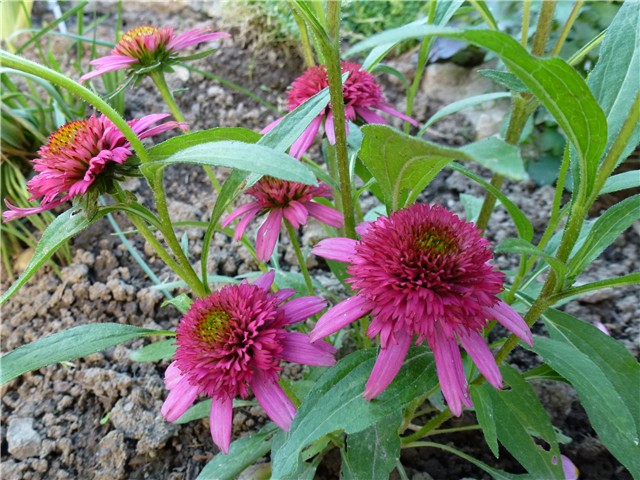 Echinacea Piccolino