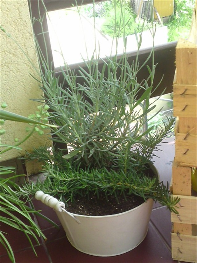 lavanda i ružmarin