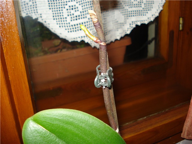 orhideja-phal-tjera