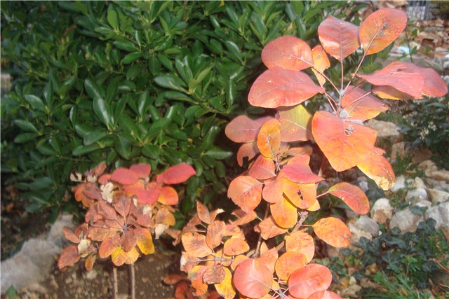 cotinus