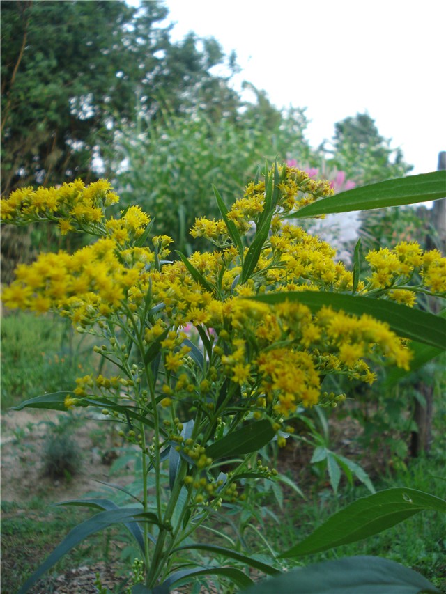 Solidago