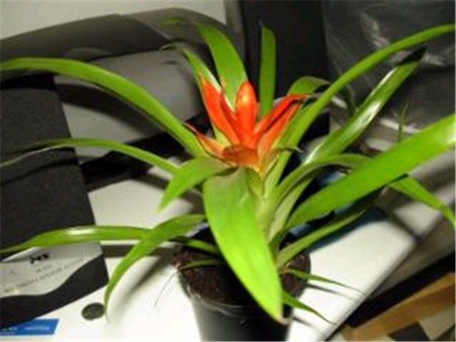 Guzmania (Bromelija)