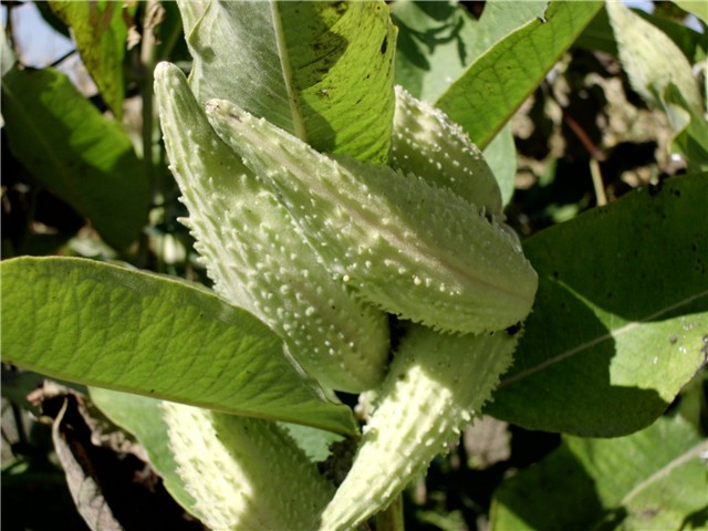 papagaji1