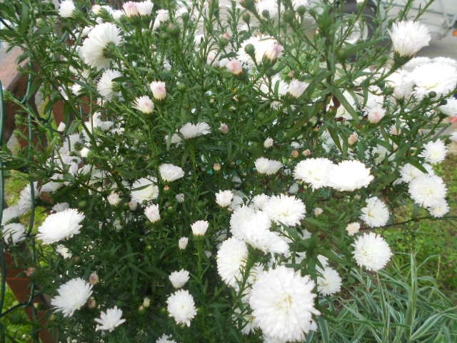 aster bijeli