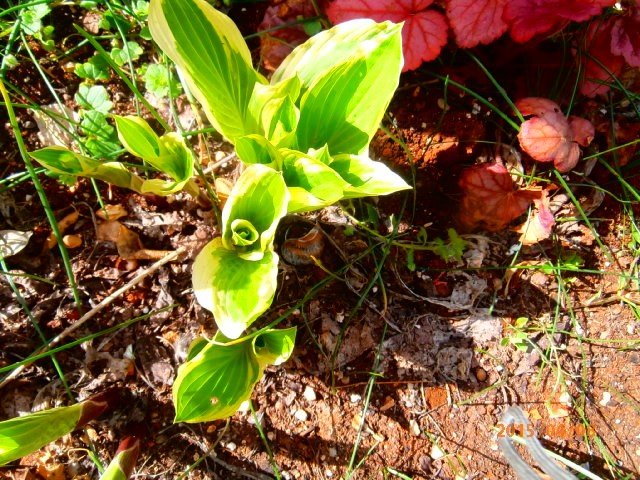 hosta