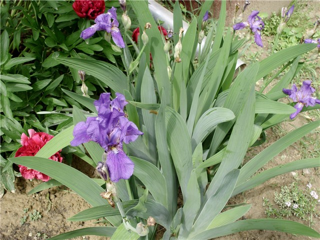 Ljubičasti iris